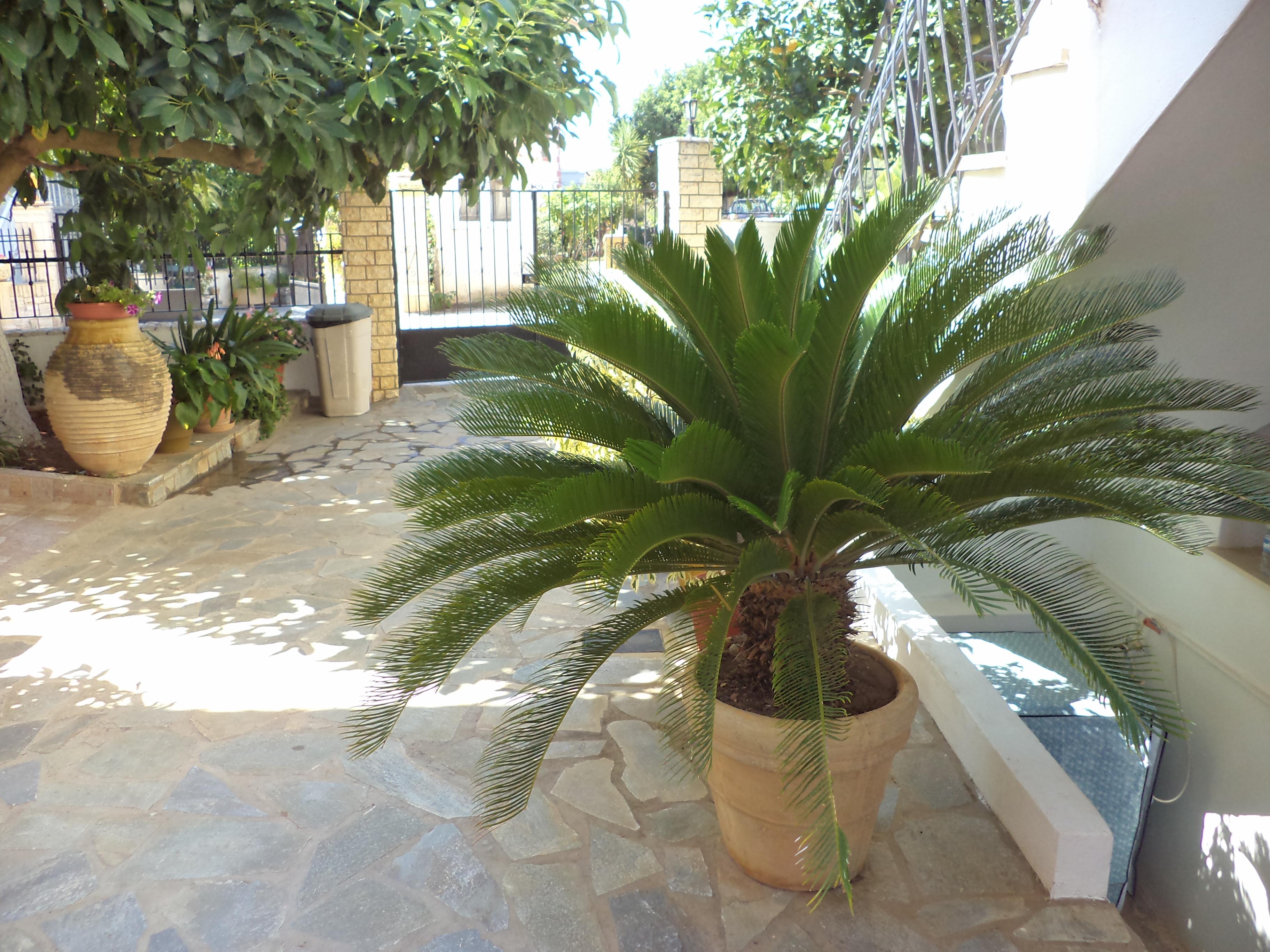 Dionysios Studios Skala  Buitenkant foto